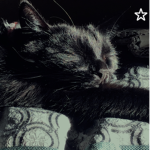 axecat