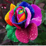 Flowers Always