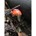 |~Mushroom Gang~|