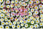 Daisy Luv *Fashion Runway* V1