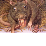 team ratas :v
