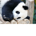 The Panda Cub Club