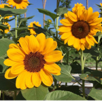 Mak's Sunflower Field