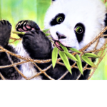 Panda& bear& squad