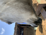 Ponyfriends