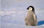 Penguin’s house
