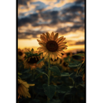 Sunflower. Shine
