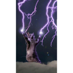 Cat forces United