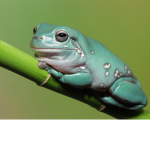 frog savers