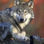 Wolfie Games /Scotland Games