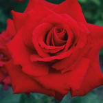 Rose Thorns Studios