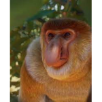 Cheeky monkey army