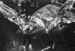 Turtles Den