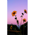 X.Sunflower.X squad