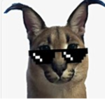 The cool cat Hangout