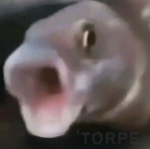'torpe