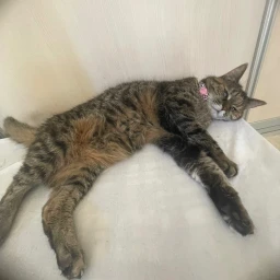 CAT : D icon