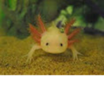 I WANT A YELLOW AXOLOTL PET