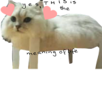 Cat Memes Or Something