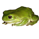 This is a Frog Group
