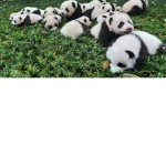 Pandabearbearbear1