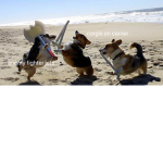 The Naval Corgi Army