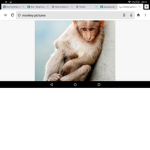 Monky #