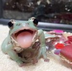 freg luvrz