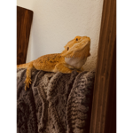 Bearded dragons rule