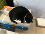 Cat life is a good thing