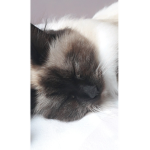 Team chaton love