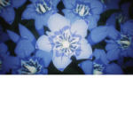 Soulgarden