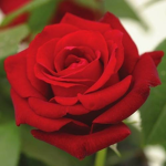 heyimrose