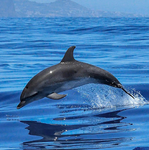 DolphinsCO