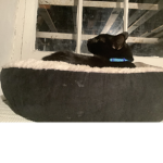 CAT!!!!!!