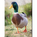 Duck clan (better)