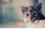 cat club for kids