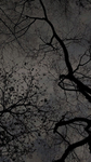 GAUSSS