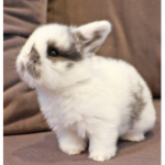 Fast bunny gang