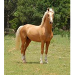 *Equestrian~World~*