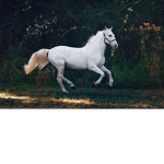 Wild Horse Academy