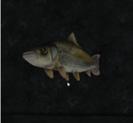 The Family of Fish
