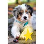 The pup stars