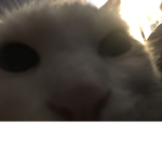 bug swaaa cat