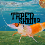 Taped Shrimp