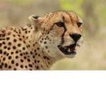 cheeta games