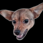 Miśkownicy