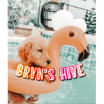 Bryn’s hive
