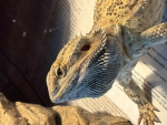 The bearded dragonzzzzz
