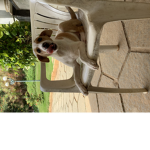 Rikster faded